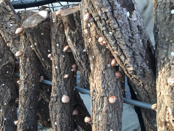참나무에 표고버섯이 돋아나고 있다