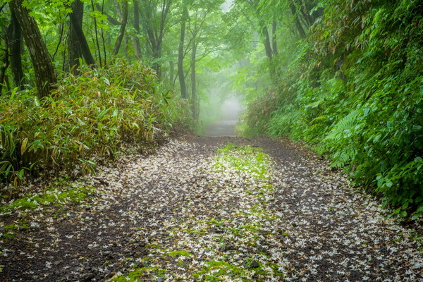 유수찬 작가의 숲에서 길을 묻다.제공=한국사진작가협회