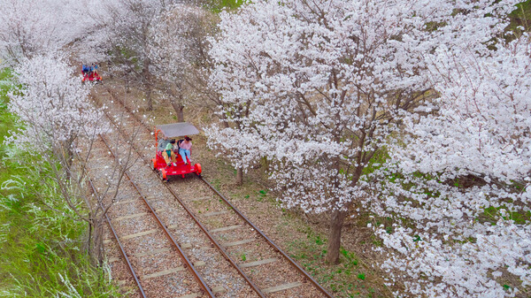 벚꽃 터널을 지나는 가평 레일바이크. 사진=한국관광공사