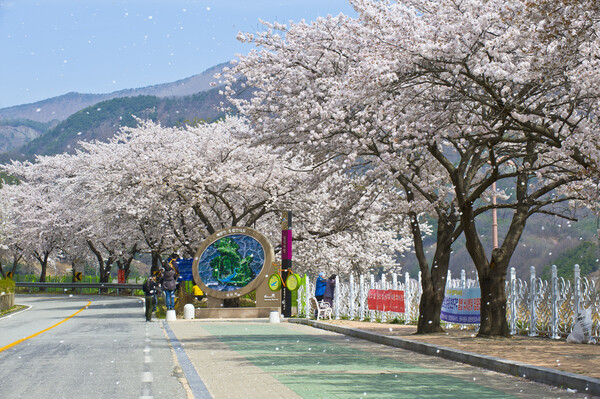 꽃비가 내리는 영천의 봄. 사진=한국관광공사