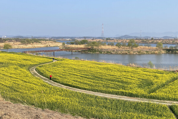 둑길에서 바라본 강변 유채꽃밭과 동섬. 사진=한국관광공사